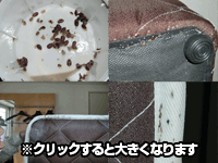 クリックすると拡大できます 害虫駆除・南京虫(ナンキンムシ、トコジラミ)・専門業者